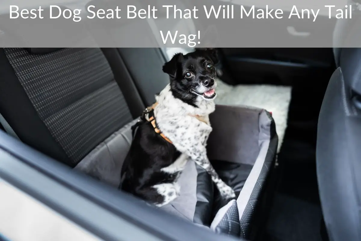 Best Dog Seat Belt That Will Make Any Tail Wag!